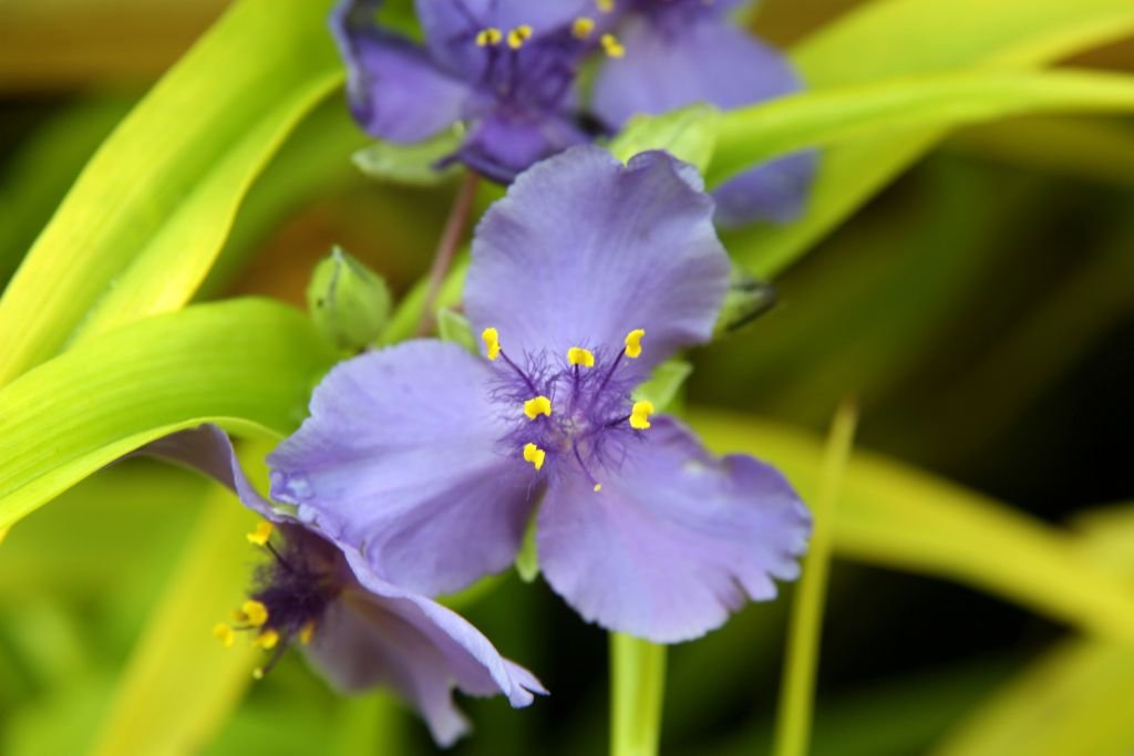 Spider lily 'Sweet Kate' (Tradescantia 'Sweet Kate')