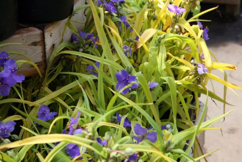 How to plant Spider lily 'Sweet Kate' (Tradescantia 'Sweet Kate')_1