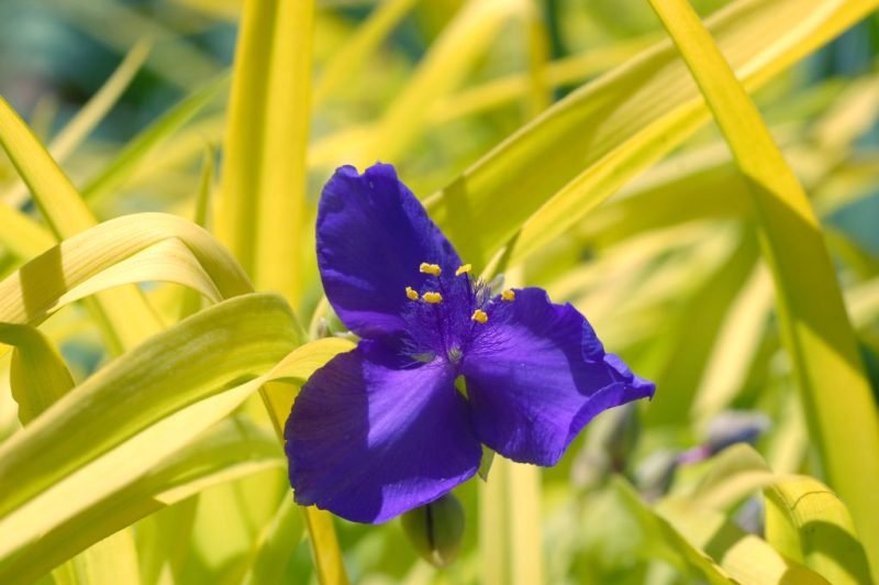 Where to plant Spider lily 'Sweet Kate' (Tradescantia 'Sweet Kate')_2