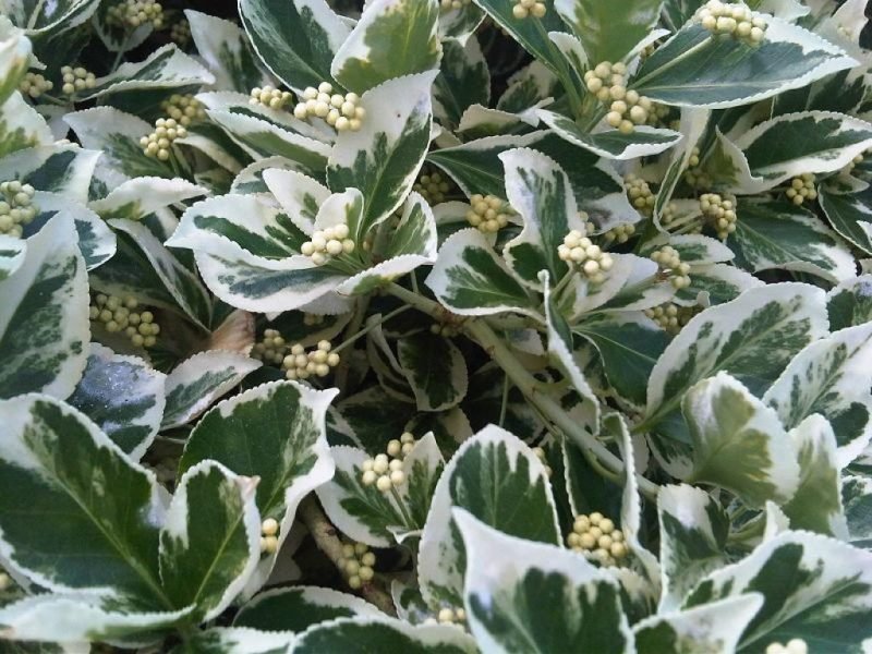 Spindle 'Emerald Gaiety' (Euonymus fortunei 'Emerald Gaiety')