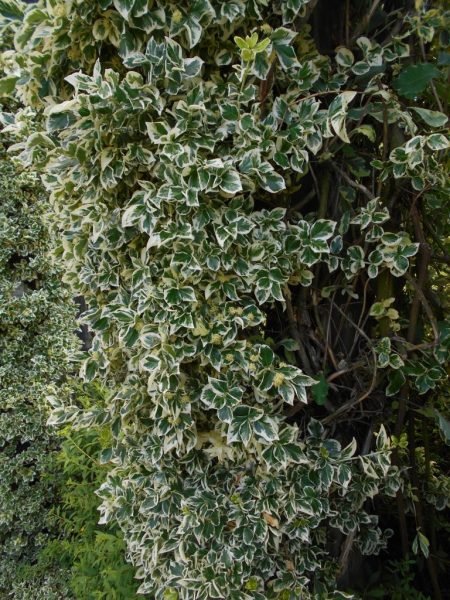 How to plant Spindle 'Emerald Gaiety' (Euonymus fortunei 'Emerald Gaiety')_1