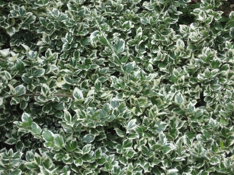 Where to plant Spindle 'Emerald Gaiety' (Euonymus fortunei 'Emerald Gaiety')_2