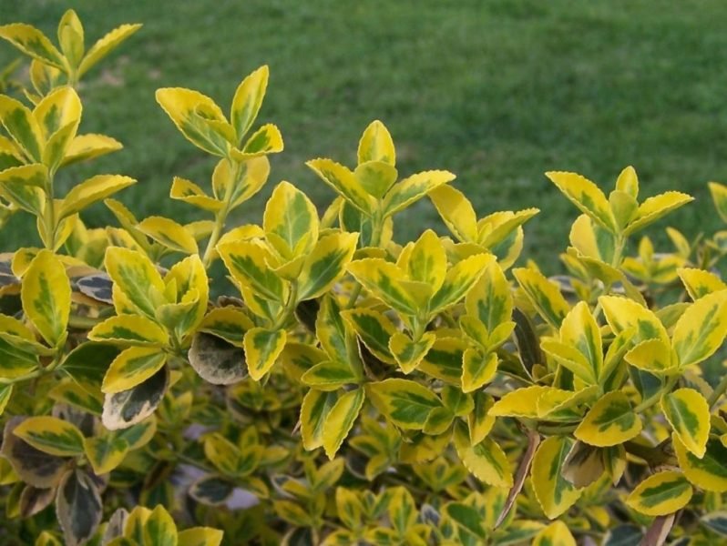 Spindle 'Emerald 'n' Gold' (Euonymus fortunei 'Emerald 'n' Gold')