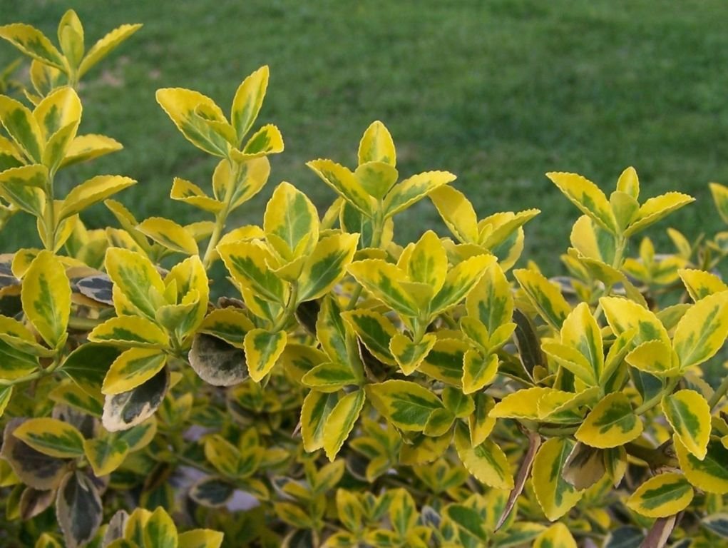 Spindle 'Emerald 'n' Gold' (Euonymus fortunei 'Emerald 'n' Gold')