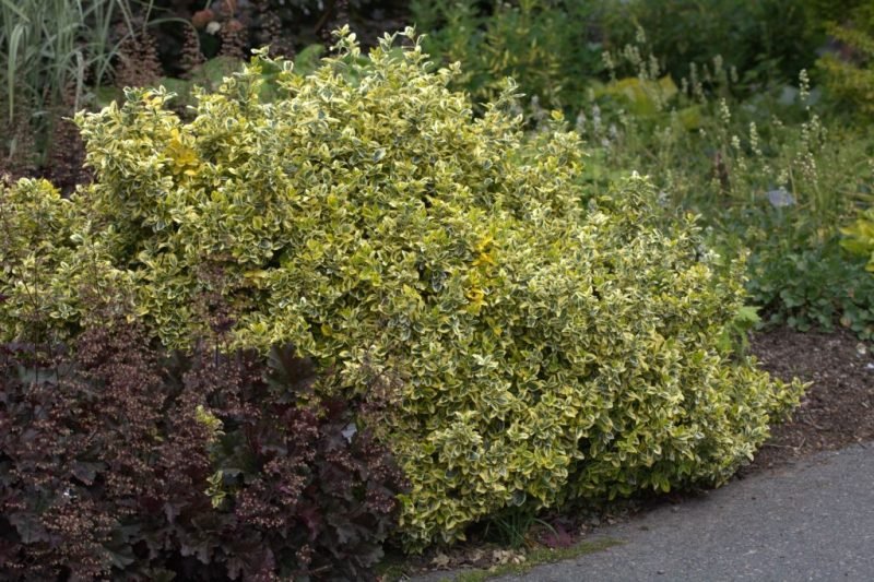 How to plant Spindle 'Emerald 'n' Gold' (Euonymus fortunei 'Emerald 'n' Gold')_1
