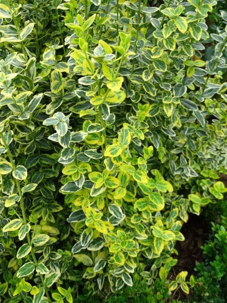 Where to plant Spindle 'Emerald 'n' Gold' (Euonymus fortunei 'Emerald 'n' Gold')_2