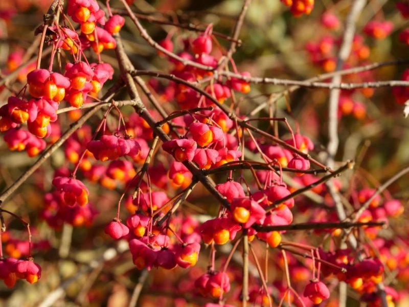 Spindle (Euonymus europaeus)