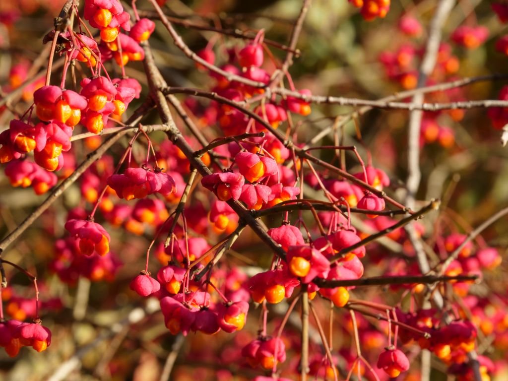 Spindle (Euonymus europaeus)