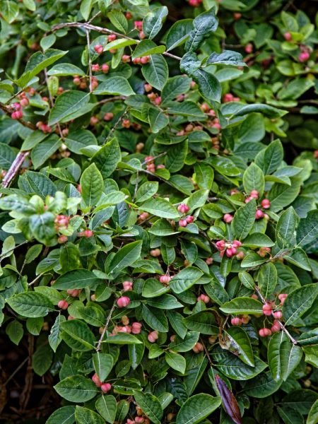 How to plant Spindle (Euonymus europaeus)_1
