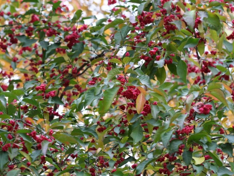 Where to plant Spindle (Euonymus europaeus)_2