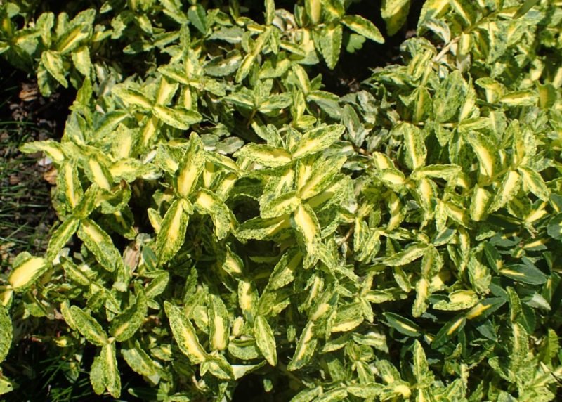 Spindle 'Harlequin' (Euonymus fortunei 'Harlequin')