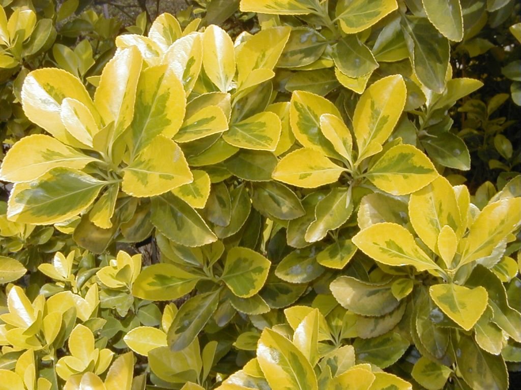 Spindle 'Ovatus Aureus' (Euonymus japonicus 'Ovatus Aureus')
