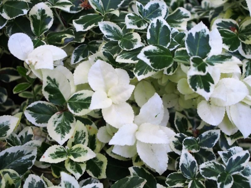 Spindle 'Silver Queen' (Euonymus fortunei 'Silver Queen')