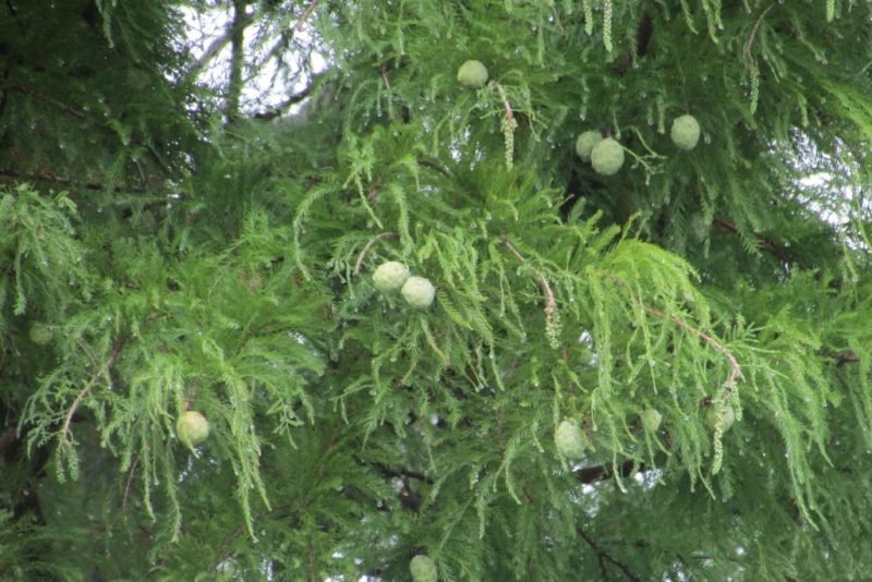 Swamp cypress (Taxodium distichum)