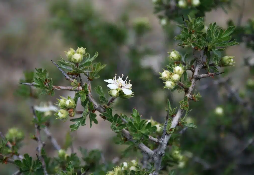 Tansy-leaved thorn (Crataegus tanacetifolia)