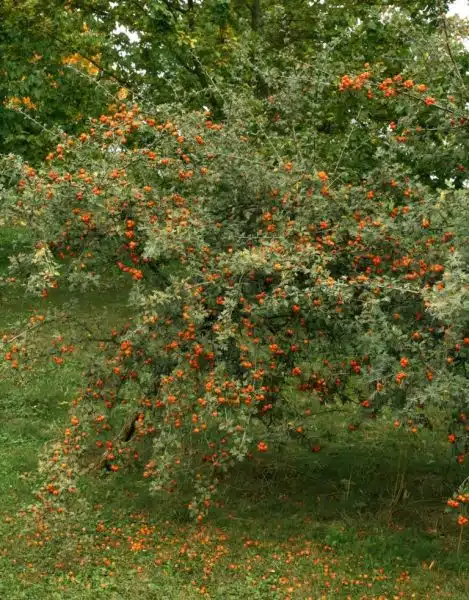 How to plant Tansy-leaved thorn (Crataegus tanacetifolia)_1