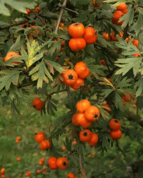 Where to plant Tansy-leaved thorn (Crataegus tanacetifolia)_2