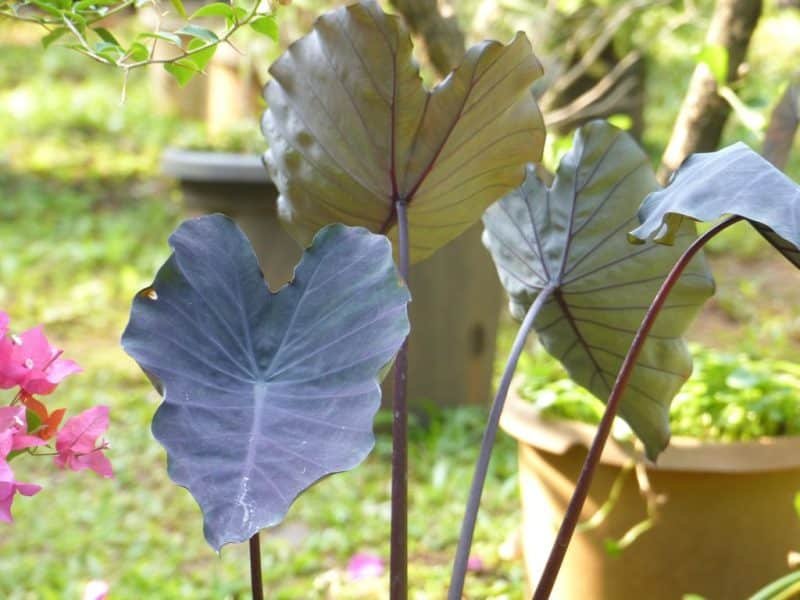 Taro 'Black Magic' (Colocasia esculenta 'Black Magic')