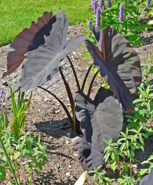 How to plant Taro 'Black Magic' (Colocasia esculenta 'Black Magic')_1