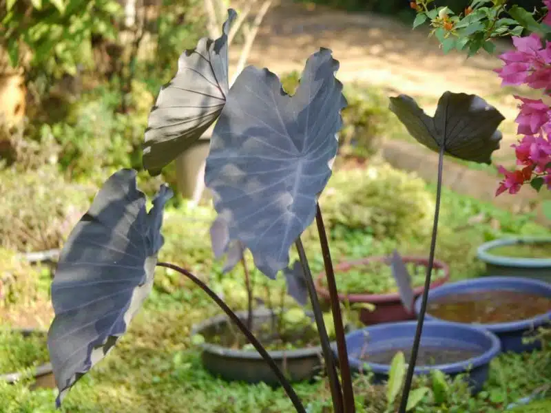 Where to plant Taro 'Black Magic' (Colocasia esculenta 'Black Magic')_2