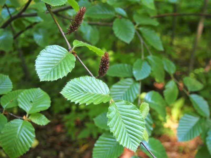 Transcaucasian birch (Betula medwediewii)