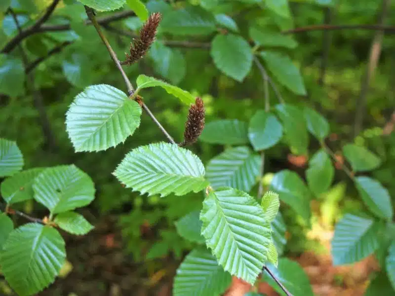 Transcaucasian birch (Betula medwediewii)