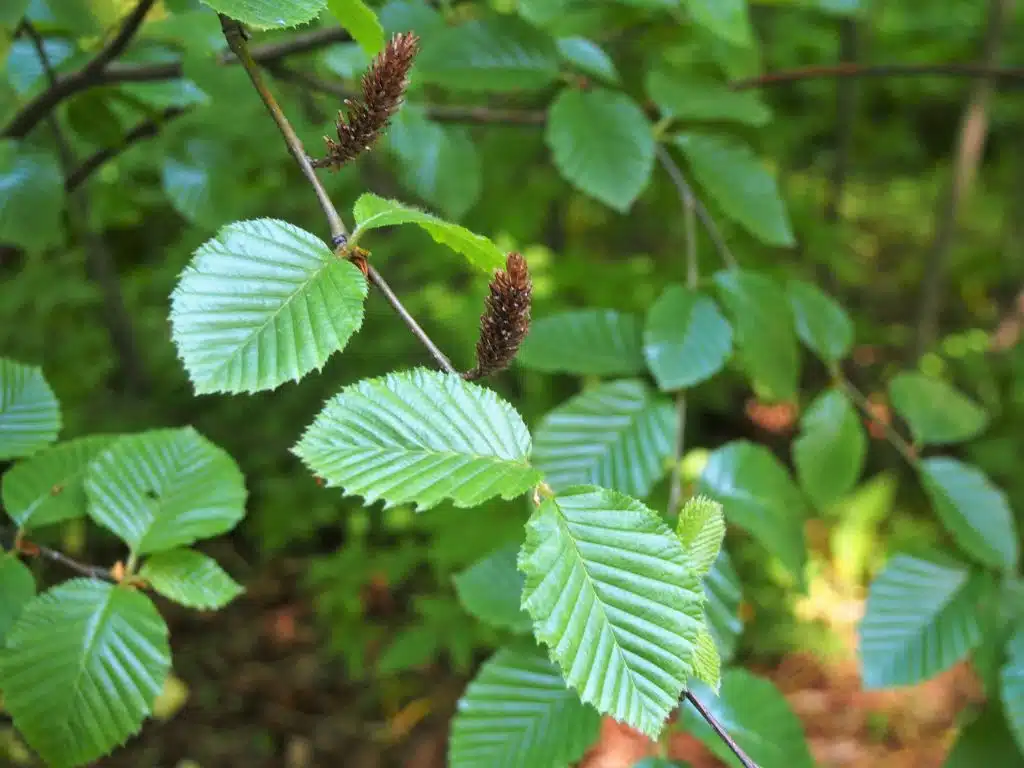 Transcaucasian birch (Betula medwediewii)