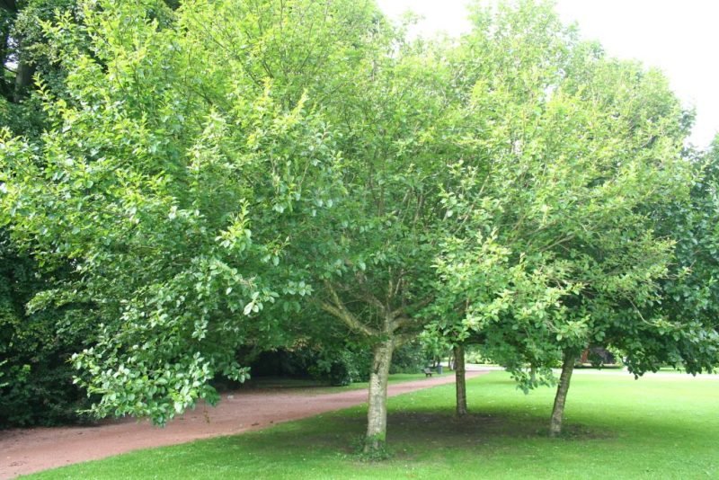 How to plant Transcaucasian birch (Betula medwediewii)_1