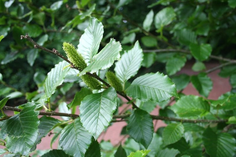 Where to plant Transcaucasian birch (Betula medwediewii)_2