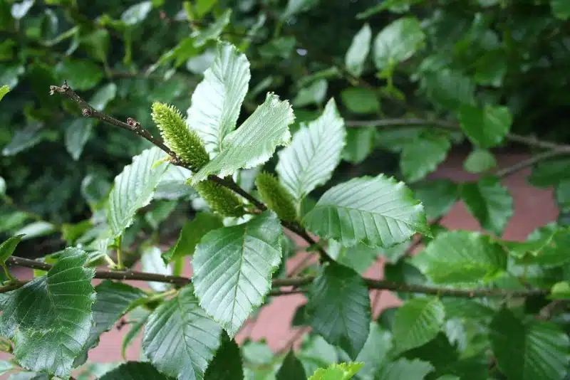 Where to plant Transcaucasian birch (Betula medwediewii)_2