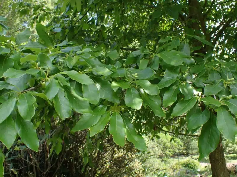 Tupelo (Nyssa sylvatica)