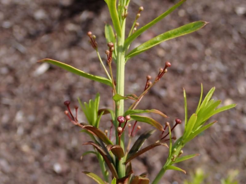 Turkestan dwarf spindle (Euonymus nanus var. turkestanicus)