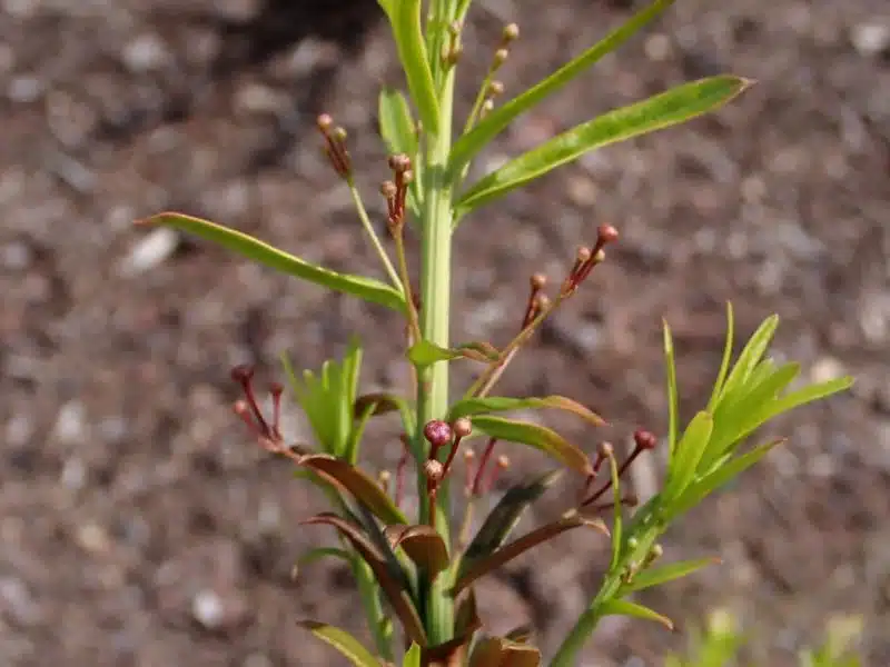 Turkestan dwarf spindle (Euonymus nanus var. turkestanicus)