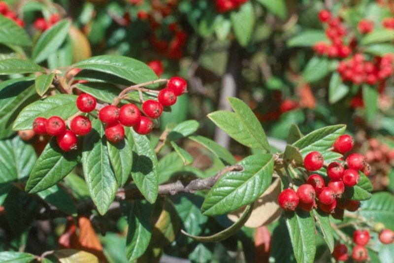 Watere's cotoneaster (Cotoneaster × watereri)
