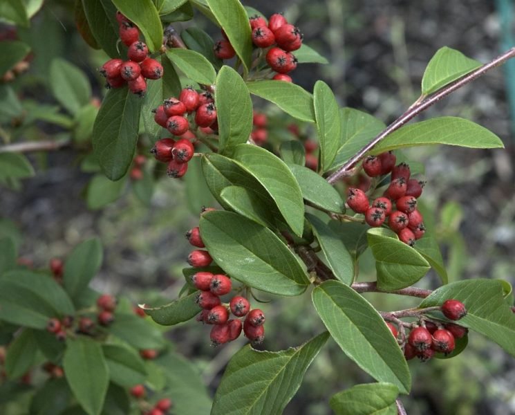 Where to plant Watere's cotoneaster (Cotoneaster × watereri)_2