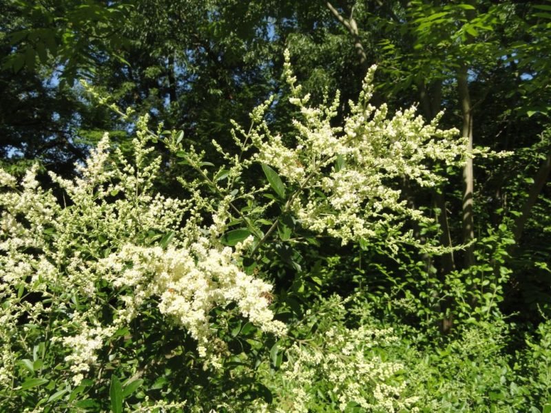 Waxyleaf privet (Ligustrum quihoui)
