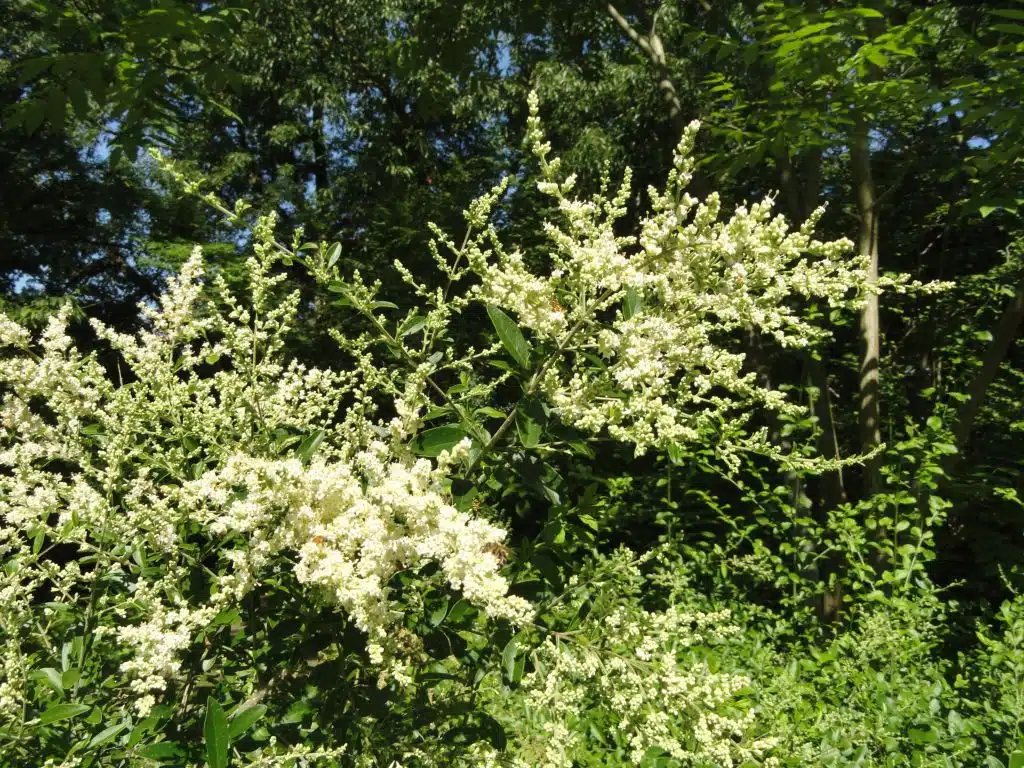 Waxyleaf privet (Ligustrum quihoui)