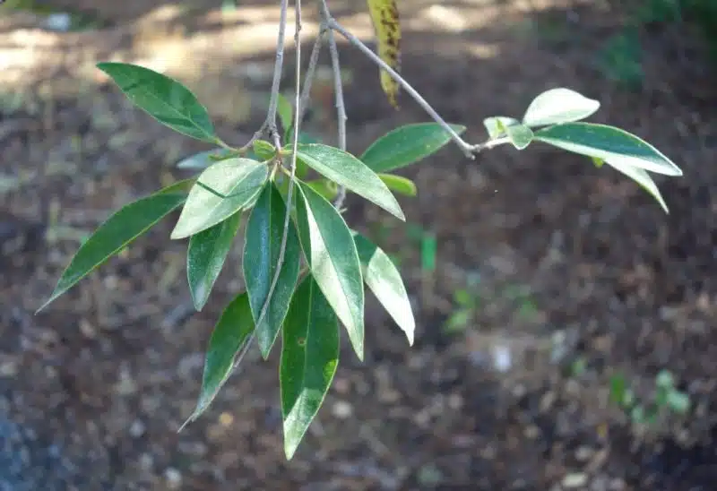 How to plant Waxyleaf privet (Ligustrum quihoui)_1