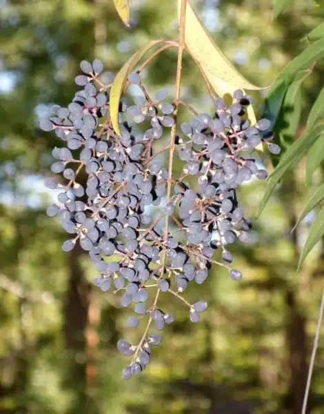 Where to plant Waxyleaf privet (Ligustrum quihoui)_2