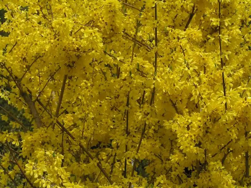 Weeping forsythia (Forsythia suspensa)