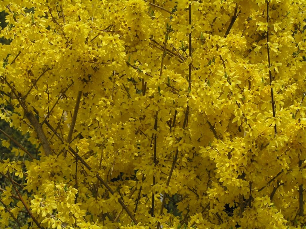 Weeping forsythia (Forsythia suspensa)