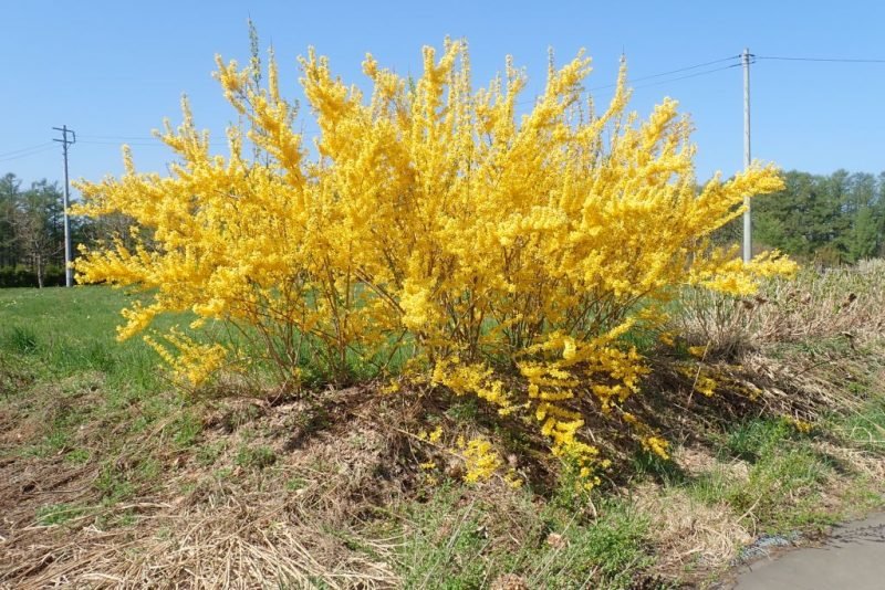 How to plant Weeping forsythia (Forsythia suspensa)_1