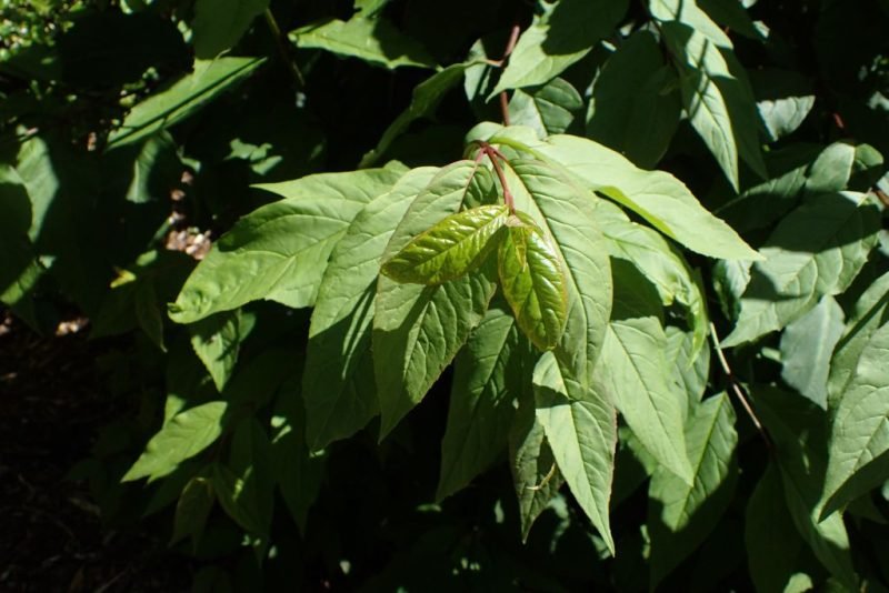 Where to plant Weeping forsythia (Forsythia suspensa)_2