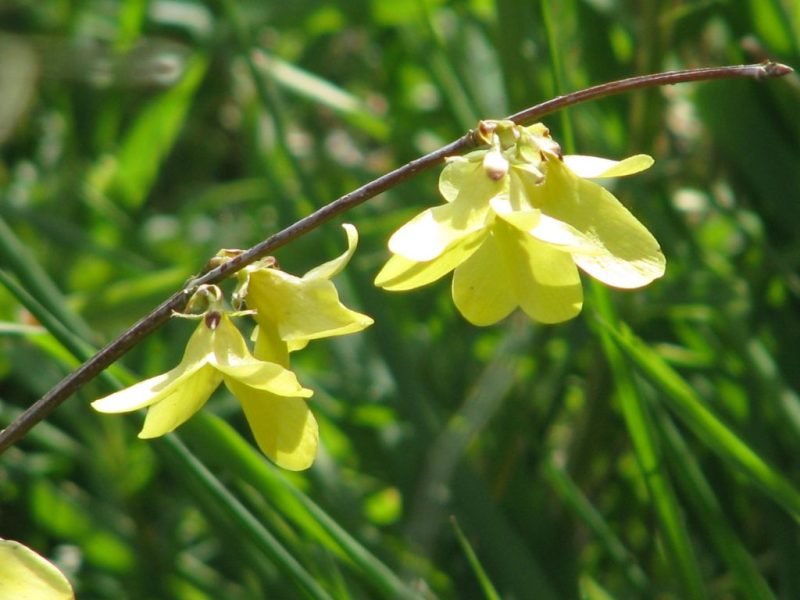 Weeping forsythia 'Nymans' (Forsythia suspensa 'Nymans')