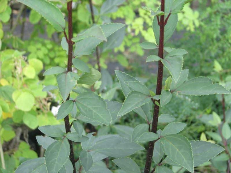 How to plant Weeping forsythia 'Nymans' (Forsythia suspensa 'Nymans')_1