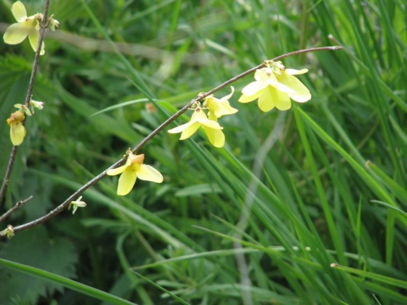 Where to plant Weeping forsythia 'Nymans' (Forsythia suspensa 'Nymans')_2