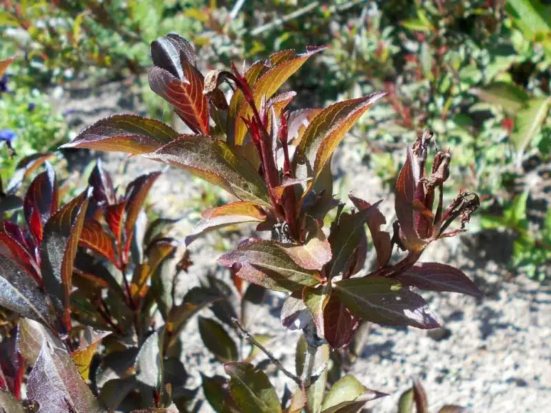 Weigela 'Alexandra' (Weigela florida 'Alexandra')