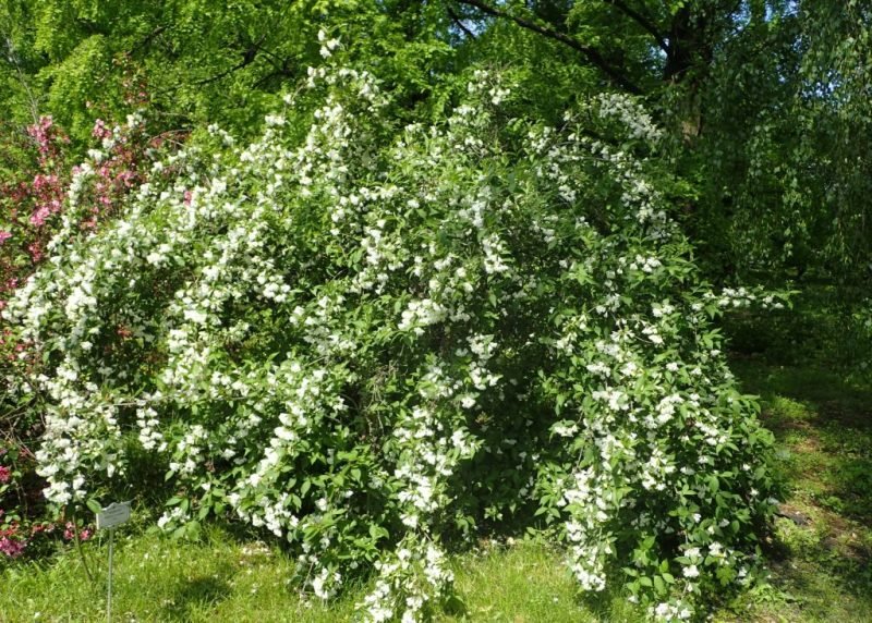 Weigela 'Candida' (Weigela 'Candida')