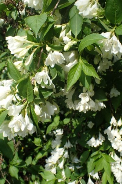 How to plant Weigela 'Candida' (Weigela 'Candida')_1