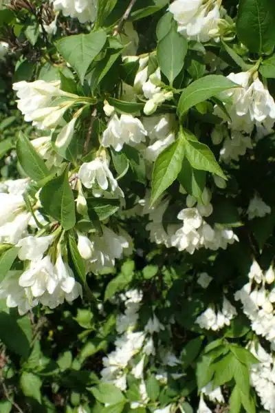 How to plant Weigela 'Candida' (Weigela 'Candida')_1